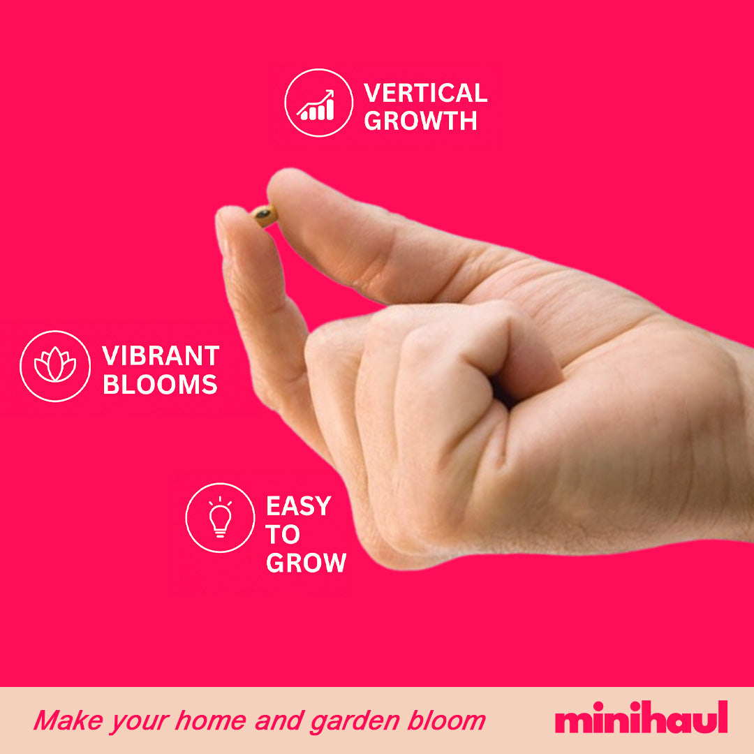 Elegant Climbing Rose Flower Seeds